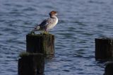 tracz nurogęś Mergus merganser, samica