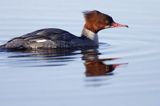 tracz nurogęś Mergus merganser, samica