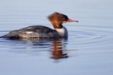 tracz nurogęś Mergus merganser, samica