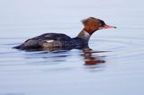 tracz nurogęś Mergus merganser, samica