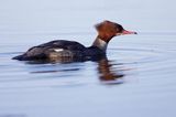 tracz nurogęś Mergus merganser, samica