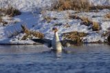 tracz nurogęś Mergus merganser, samica otrzepująca skrzydła