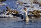 tracz nurogęś Mergus merganser, samica otrzepująca skrzydła