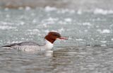 tracz nurogęś Mergus merganser, samica