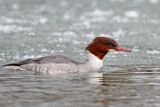 tracz nurogęś Mergus merganser, samica