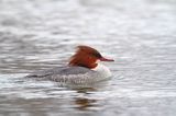 tracz nurogęś Mergus merganser, samica