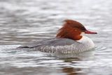 tracz nurogęś Mergus merganser, samica