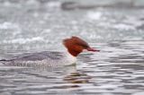 tracz nurogęś Mergus merganser, samica