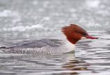 tracz nurogęś Mergus merganser, samica