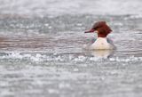 tracz nurogęś Mergus merganser, samica