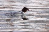 tracz nurogęś Mergus merganser, samica