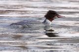 tracz nurogęś Mergus merganser, samica