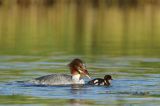 tracz nurogęś Mergus merganser, samica z pisklęciem oraz złowioną krewetką