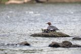 tracz nurogęś Mergus merganser, samica z pisklętami