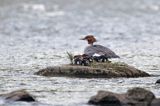 tracz nurogęś Mergus merganser, samica z pisklętami