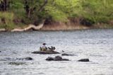 tracz nurogęś Mergus merganser, samica z pisklętami