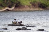 tracz nurogęś Mergus merganser, samica z pisklętami