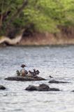 tracz nurogęś Mergus merganser, samica z pisklętami