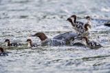 tracz nurogęś Mergus merganser, samica z pisklętami