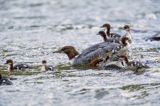 tracz nurogęś Mergus merganser, samica z pisklętami