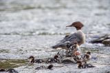 tracz nurogęś Mergus merganser, samica z pisklętami