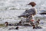 tracz nurogęś Mergus merganser, samica z pisklętami