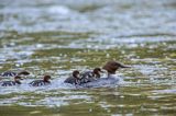 tracz nurogęś Mergus merganser, samica z pisklętami