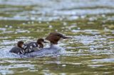 tracz nurogęś Mergus merganser, samica z pisklętami