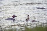 tracz nurogęś Mergus merganser, samica z pisklętami