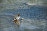 tracz nurogęś Mergus merganser, samica