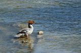 tracz nurogęś Mergus merganser, samica