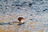 tracz nurogęś Mergus merganser, samica