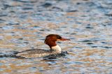 tracz nurogęś Mergus merganser, samica