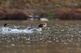 tracz nurogęś Mergus merganser, samica z upolowaną rybką