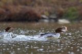 tracz nurogęś Mergus merganser, samica z upolowaną rybką