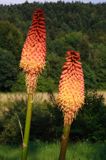 Trytoma, Tritome, Kniphofia, 'Alcazar'