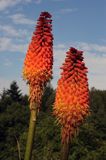 Trytoma, Tritome, Kniphofia, 'Alcazar'