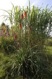 Trytoma, Tritome, Kniphofia, 'Alcazar'