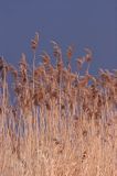 Trzcina pospolita Phragmites australis) Phragmites communes