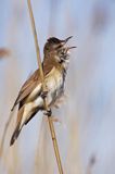 śpiewający samiec trzciniaka, Acrocephalus arundinaceus, w trzcinach