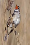 śpiewający samiec trzciniaka, Acrocephalus arundinaceus, w trzcinach