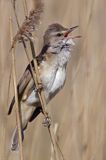 śpiewający samiec trzciniaka, Acrocephalus arundinaceus, w trzcinach