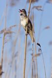 śpiewający samiec trzciniaka, Acrocephalus arundinaceus, w trzcinach