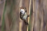 śpiewający samiec trzcinniczka, trzcinniczek zwyczajny, Acrocephalus scirpaceus, w trzcinach