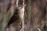 śpiewający samiec trzcinniczka, trzcinniczek zwyczajny, Acrocephalus scirpaceus, w trzcinach