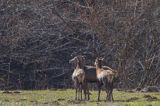 jeleń szlachetny, europejski, Cervus elaphus elaphus jeleń karpacki