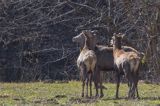 jeleń szlachetny, europejski, Cervus elaphus elaphus jeleń karpacki