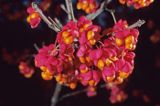 Trzmielina owoce Euonymus europaeus trzmielina zwyczajna) ,