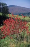 Trzmielina owoce Euonymus europaeus trzmielina zwyczajna) , Beskid Niski