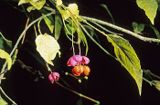 Trzmielina owoce i liście Euonymus verrucosus trzmielina brodawkowata) ,